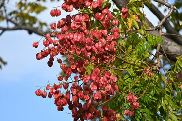 10 GOLDEN RAIN TREE Goldenrain Koelreuteria Paniculata Yellow Flower Seeds